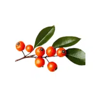 Firethorn
