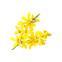 Forsythia