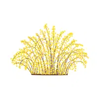 Forsythia