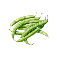 Frenchbean