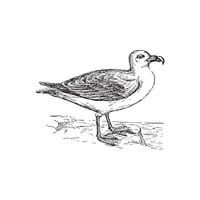 Fulmar
