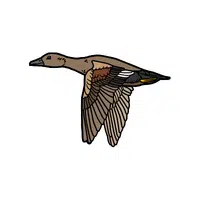 Gadwall