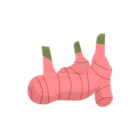 Galangal