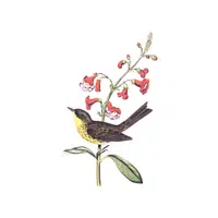Garden Warbler