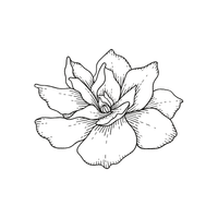 Gardenia