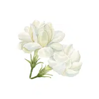 Gardenia