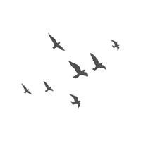 Garganey