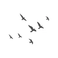 Garganey