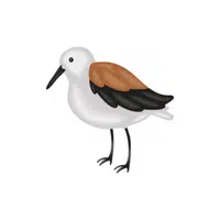 Godwit