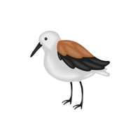 Godwit