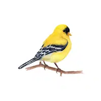 Goldfinch