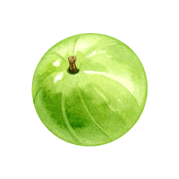 Gooseberry