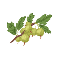 Gooseberry