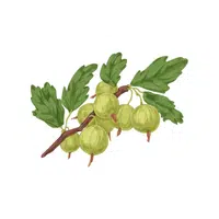 Gooseberry