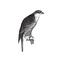 Goshawk