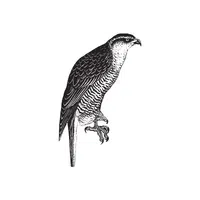 Goshawk