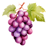 Grape