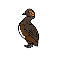 Grebe