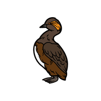 Grebe