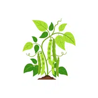Green bean