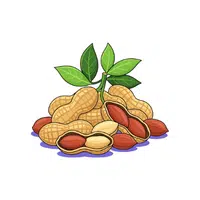 Groundnut