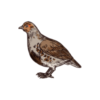Grouse