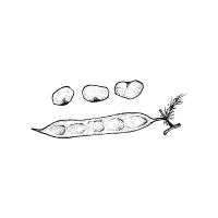 Guar | Pod Vegetables Names