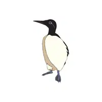 Guillemot
