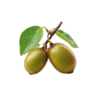 Guinep