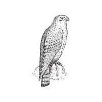 Gyrfalcon