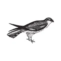 Harrier
