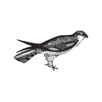 Harrier