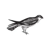 Harrier