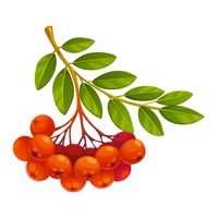 Hawthorn