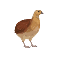 Hazelg