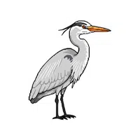 Heron