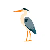 Heron