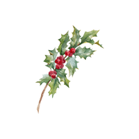 Holly | Flowering Shrubs Names