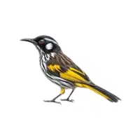Honeyeater