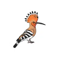 Hoopoe