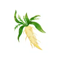 Horseradish