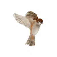 House Sparrow
