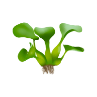 Hyacinth | Pod Vegetables Names