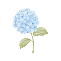 Hydrangea | Flowering Shrubs Names