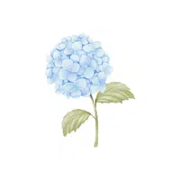 Hydrangea | Shrub Plants Names