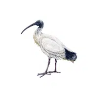 Ibis