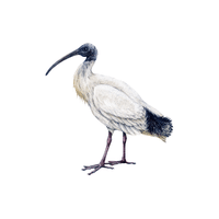 Ibis