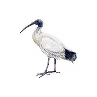 Ibis
