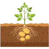 Indianroot