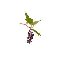 Inkberry | Flowering Shrubs Names
